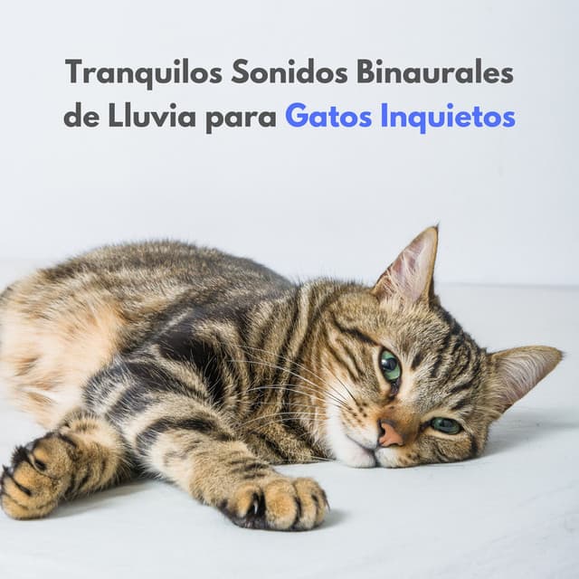 Tranquilos Sonidos Binaurales De Lluvia Para Gatos Inquietos - ASMR Lluvioso