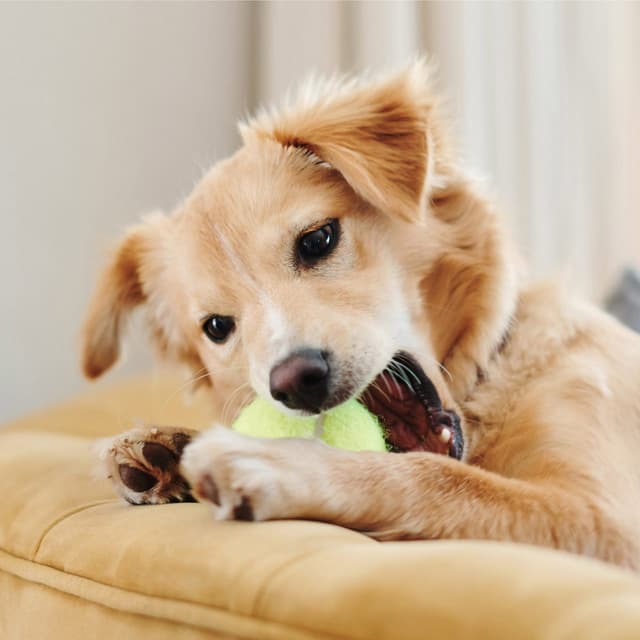 Gentle Melodies for Relaxed Dogs - Chill Playlist