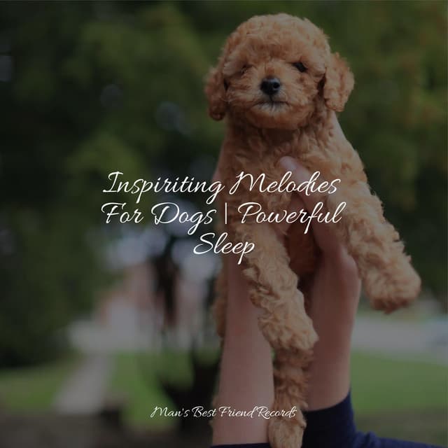 Inspiriting Melodies For Dogs | Powerful Sleep - Jazz Music Therapy for Dogs
