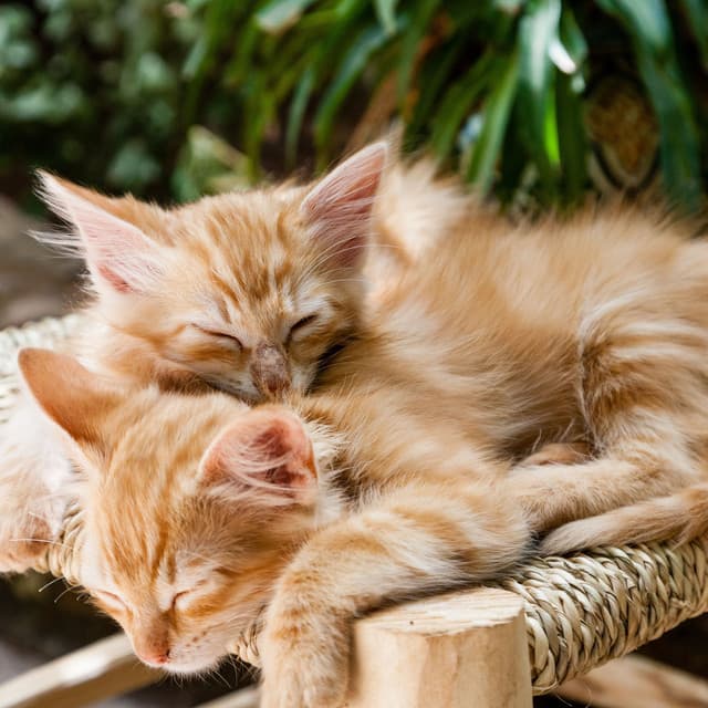 Tranquil Catnap: Meditative White Noise and Rain Sounds - The Cat Relaxer