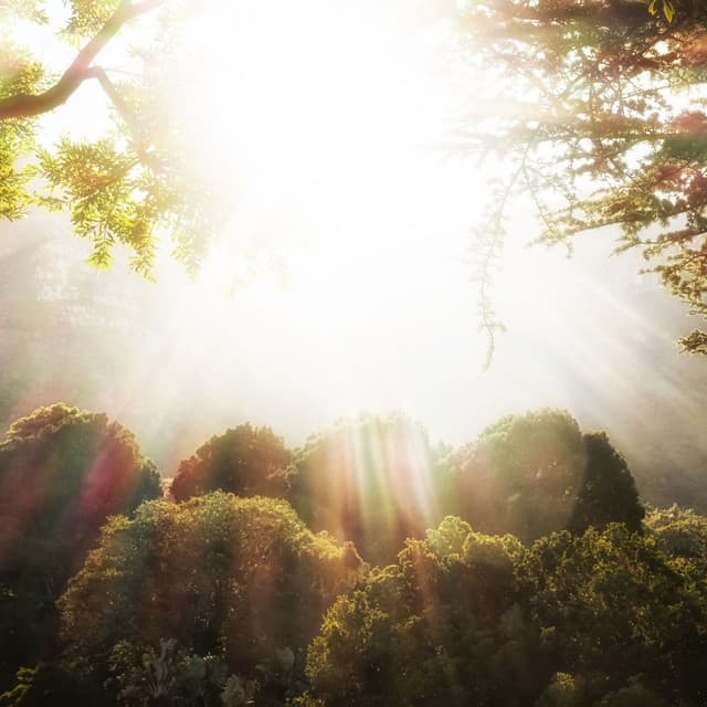 Ethereal Woodlands: Melodies of Nature's Hidden Beauty - Forest Noir