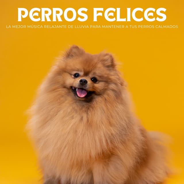 Perros Felices: La Mejor Música Relajante De Lluvia Para Mantener A Tus Perros Calmados - Lluvia en España