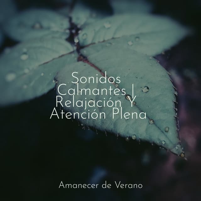 Sonidos Calmantes | Relajación Y Atención Plena - Música para Relajarse Profundamente