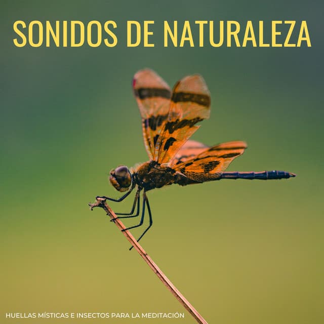 Sonidos De Naturaleza: Huellas Místicas e Insectos Para La Meditación - Sonidos de la naturaleza pacífica