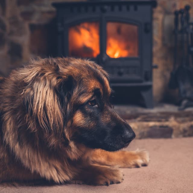 Dogs and Fire Harmony: Music Therapy - Soft Music for Daydreaming