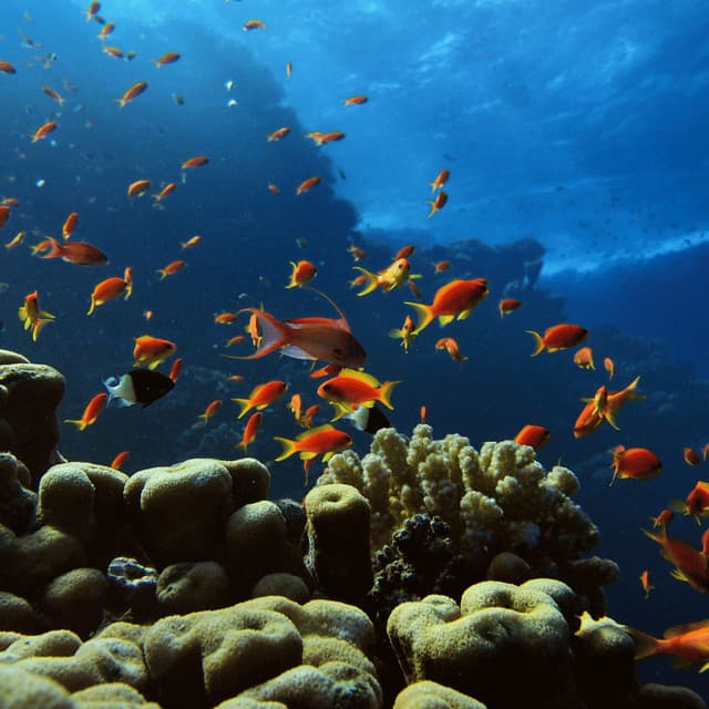 Oceanic Harmony for Pets: Nature's Comfort - Oceanografers