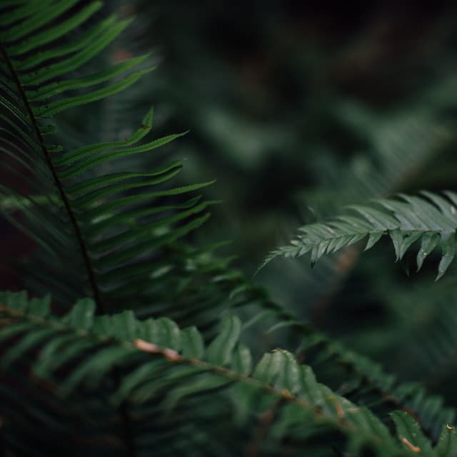 Rainfall Sound for Sleep