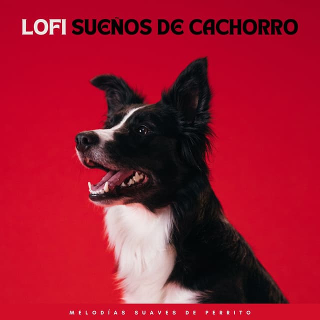 Lofi Sueños De Cachorro: Melodías Suaves De Perrito - Colores de la ciudad de Lofi