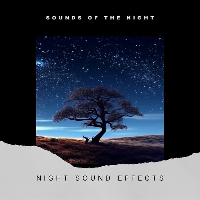 Night Sound Effects - Sounds of the Night