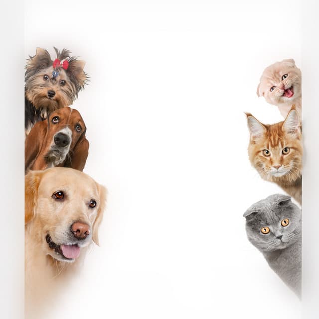 Thérapie audio apaisante pour animaux de compagnie : harmonies douces pour apaiser les chiens et les chats, repos réconfortant - Hz Musique de chien