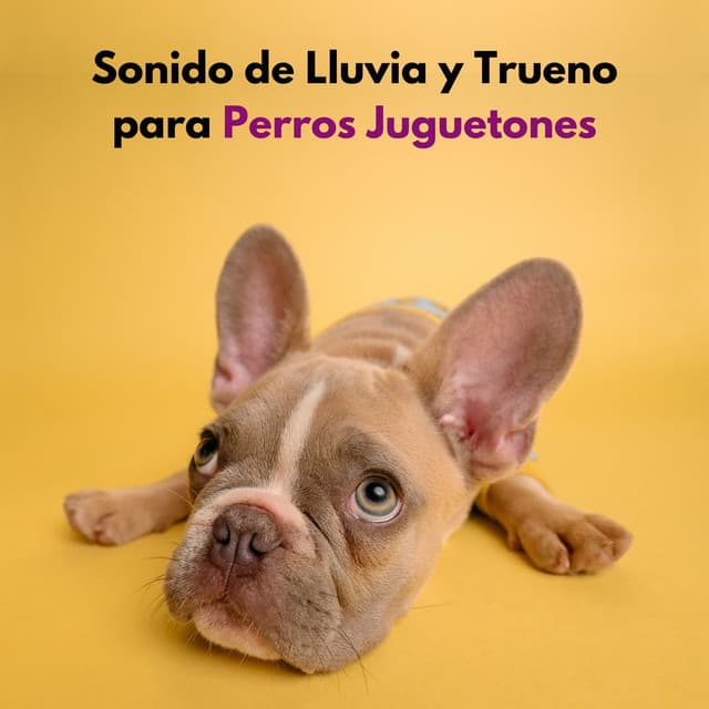 Sonido De Lluvia Y Trueno Para Perros Juguetones - Trueno Tropical