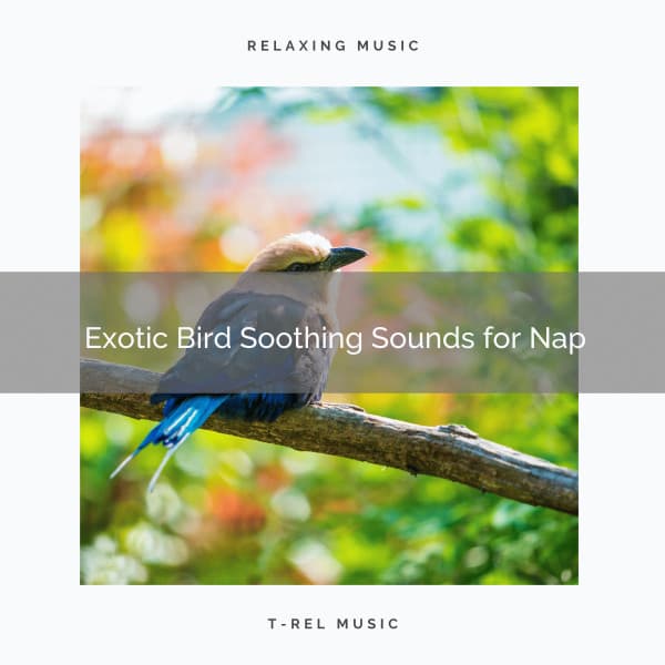 2021 New: Exotic Bird Soothing Sounds for Nap - Sleep Music System