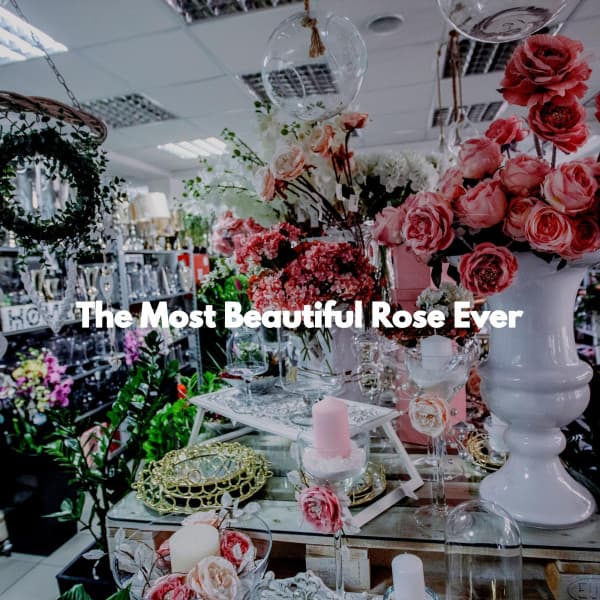 The Most Beautiful Rose Ever - Soft Music Playlisted
