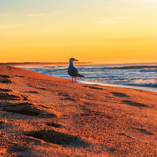 Zen Chill: Ambient Relaxing Background Music for Meditation & Calm Mind - Chillout Beach Beats