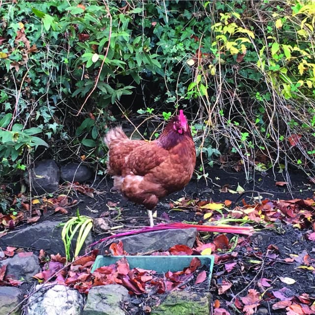 Birdsong, Garden Sounds, Chickens and Rain - Bird Sound Collectors