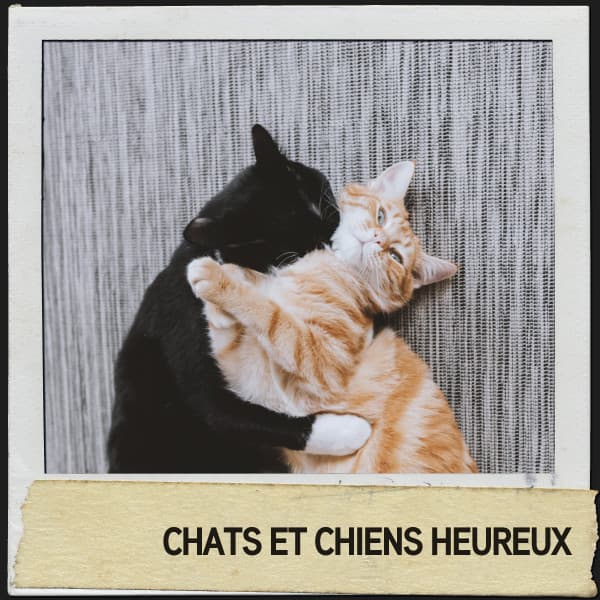 Chats et chiens heureux :sons relaxants pour les amis à fourrure - Relajacion
