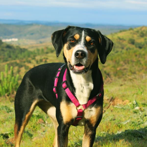 Quintet Jazz - Music for Midsummer Pups - Dogs at Home