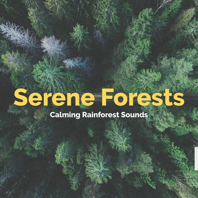 Serene Forests - Calming Rainforest Sounds