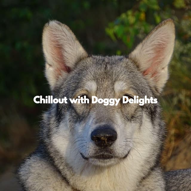 Chillout with Doggy Delights - Dogs at Home