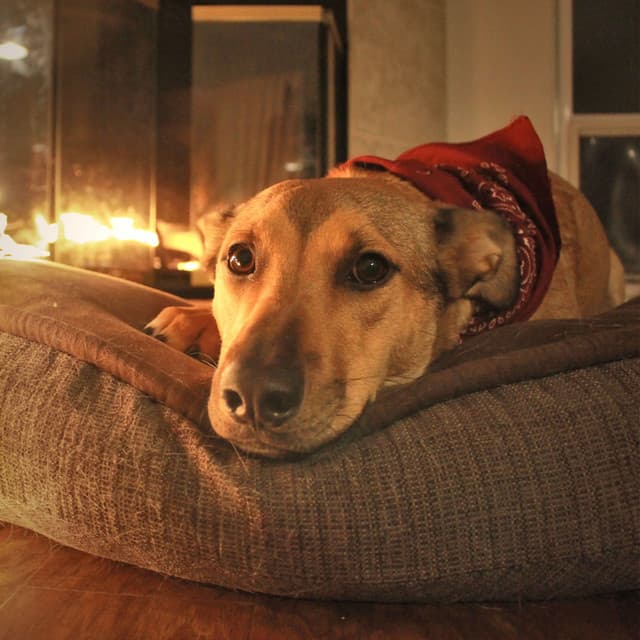 Fireside Tails: Ambient Fire Sounds for Relaxing Dogs - Chakra Waves