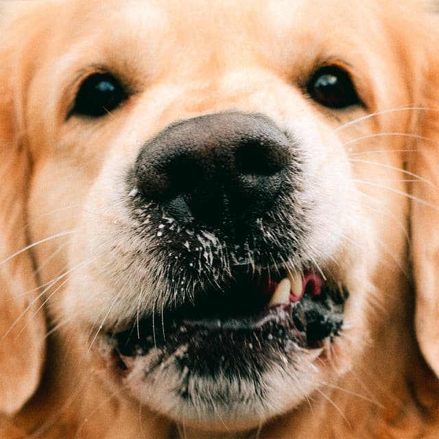 Goldie - Goldroger
