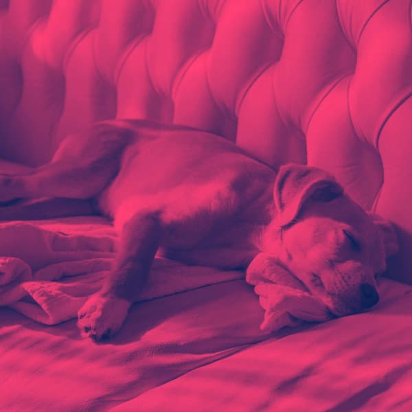 Echoes of Chillin with Pups - Calming Dog Jazz Classics