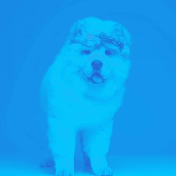 Jazz Piano Duo - Background for Puppy Training Time - Good Dog Music