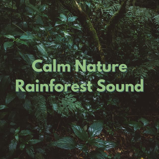 Calm Nature Rainforest Sound - Nature & Rainforest Sounds Collective