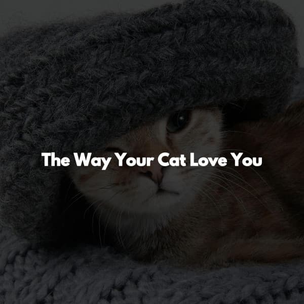 The Way Your Cat Love You - Chill Lounge Hotel