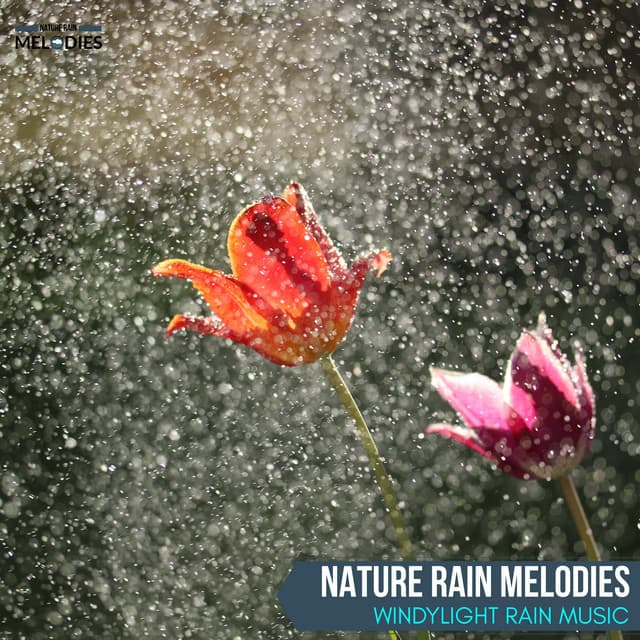 Nature Rain Melodies - WindyLight Rain Music - The Rain Library