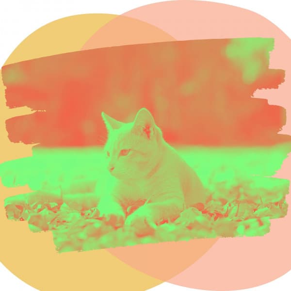 Music for Cat Memories - Laid-back Harmonica Solo - Relaxing Music for Cats