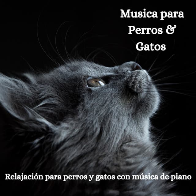 Relajación para Perros y Gatos Con Música de Piano - The Cat Relaxer