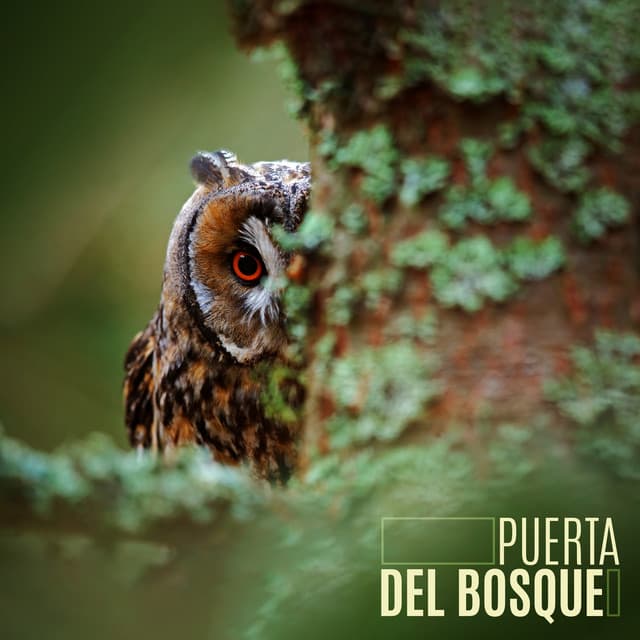 Puerta del bosque: Paisaje sonoro del bosque sereno - Academia de Música con Sonidos de la Naturaleza