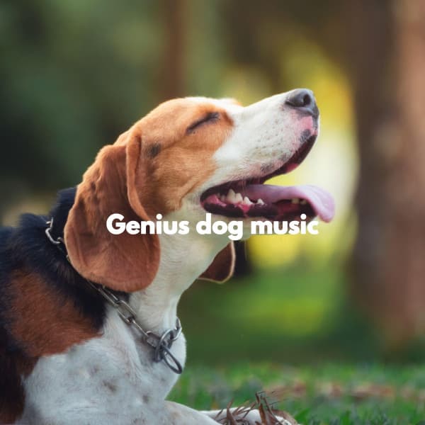Genius dog music - Beach Chillout Music