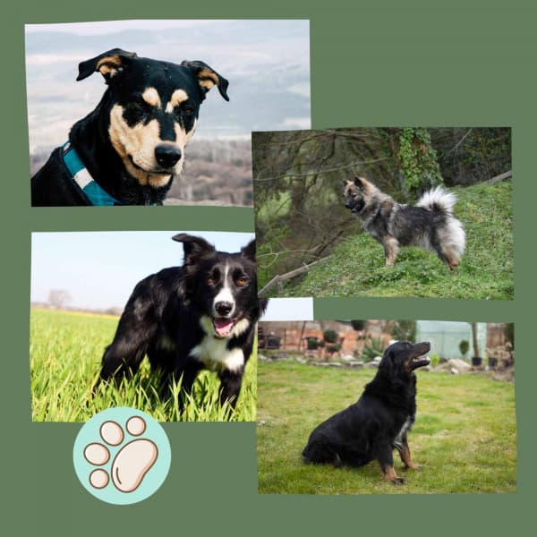 Background Music - Morning Walks - Songs for Dogs to Sleep To