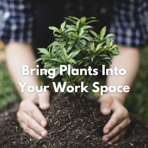 Bring Plants Into Your Work Space - Breakfast Jazz Playlist