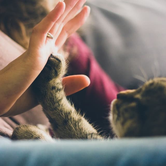 Lofi Cat Serenades: A Soundtrack for Purring Pleasure - Lo Fi Hip Hop