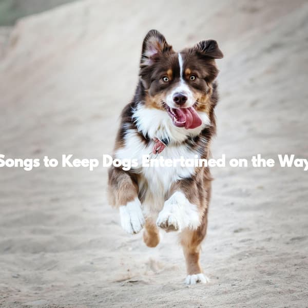 Songs to Keep Dogs Entertained on the Way - Música para Restaurantes Salón