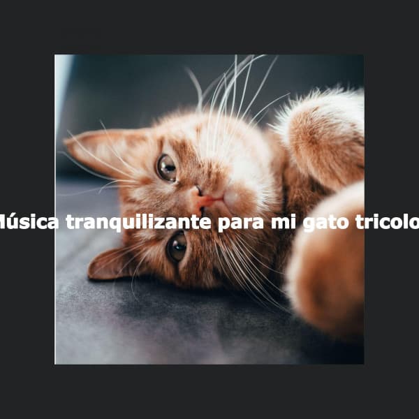 Música tranquilizante para mi gato tricolor - Jazz Music Cafe