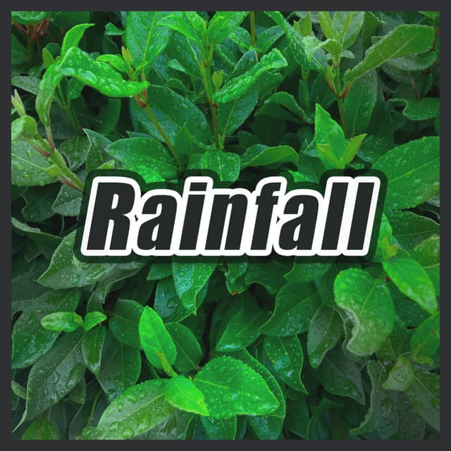 Rainfall - Rainforest Sounds