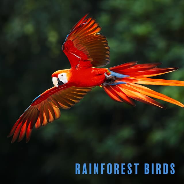 Rainforest Birds - Máire - Marie Anderson