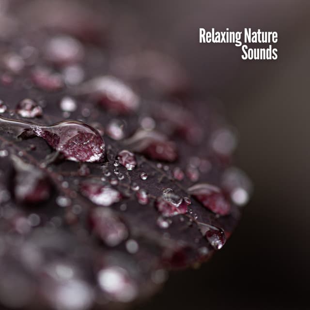 Relaxing Nature Sounds - Dog Music