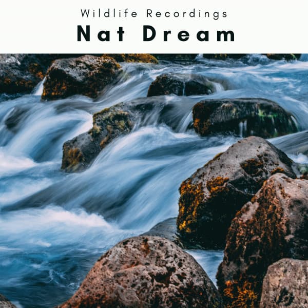 A Nat Dream - Wildlife Recordings
