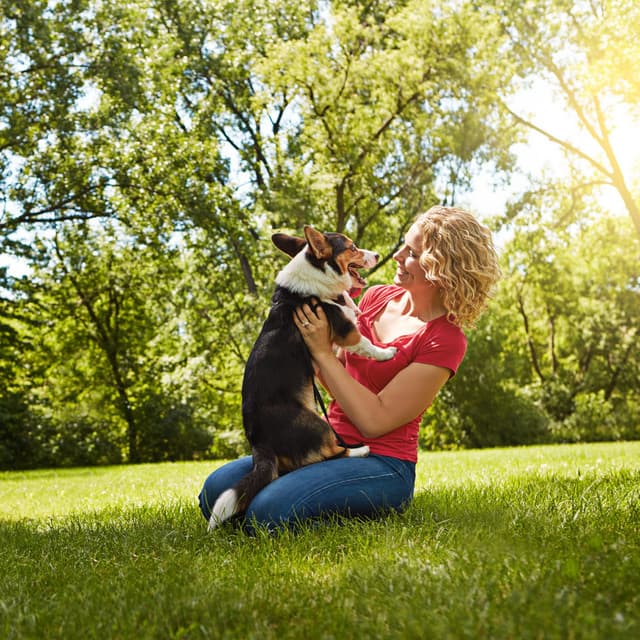 Raindrop Woofs: A Piano Serenade of Doggy Harmony - Rain Palace