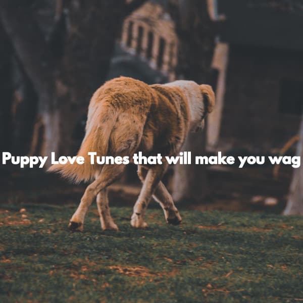 Puppy Love Tunes that will make you wag - Dog Music Hour