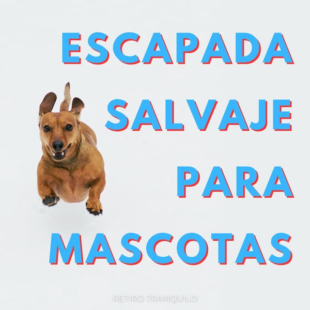Escapada Salvaje Para Mascotas: Retiro Tranquilo - Lista de reproducción tranquila