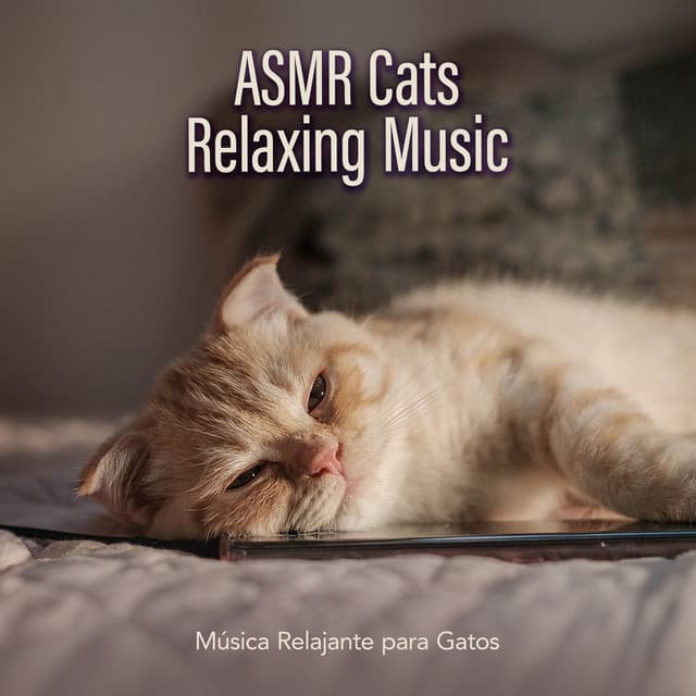 ASMR Cats Relaxing Music - Música Relajante para Gatos