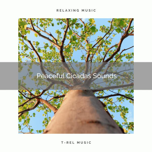 1 Peaceful Cicadas Sounds - Sleep Crickets