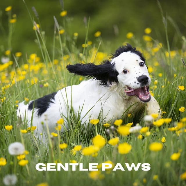 Gentle Paws - Chiens relaxation profonde