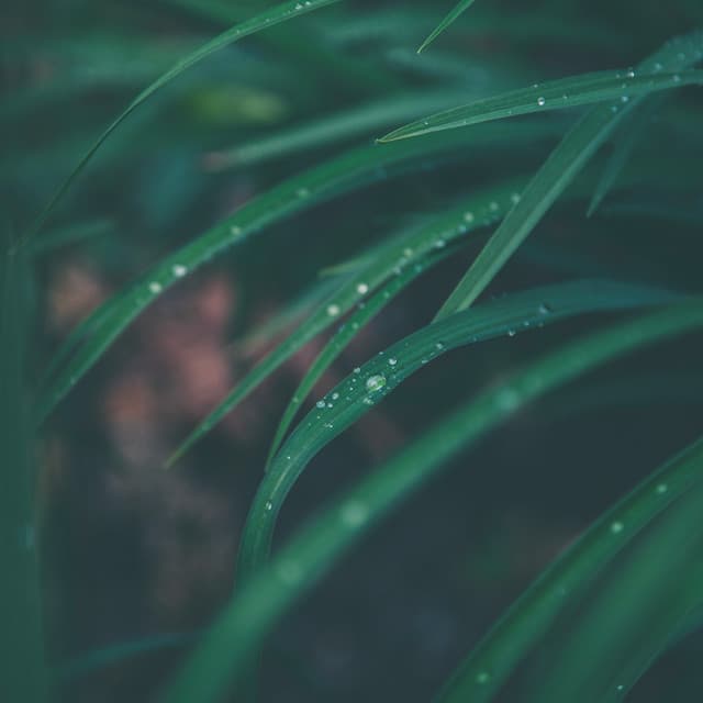 Summer Blissful Summer Rain Sounds for Relaxation & Meditation - Thunder and Rain Storm